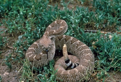 rattlesnake-902539_640.jpg