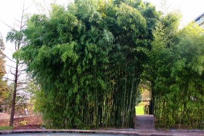 bambus-botgarten.jpg