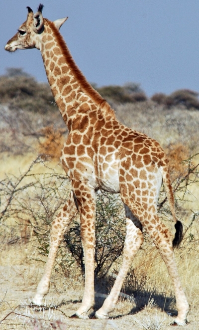 800px-namibie_etosha_girafe_04.jpg