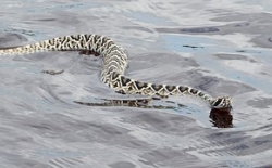 Bild: eastern-diamondback-rattlesnake-1244727_180.jpg