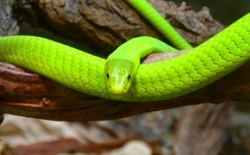 Bild: snake-171655_180.jpg