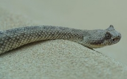 Bild: eastern-diamondback-rattlesnake-1244727_180.jpg