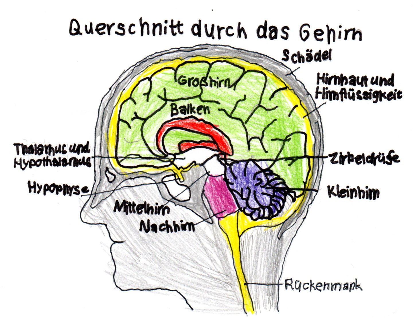Das Gehirn (Sudenur, Amira) .